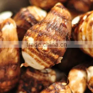 Rice Reaper Taro thumbnail-4