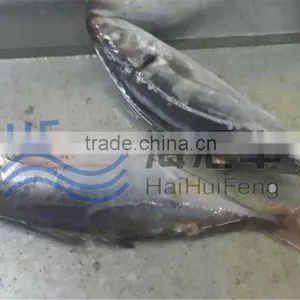 2016 New Species Red Tail Fish Horse Mackerel in Stock thumbnail-1