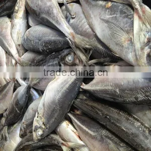 Frozen Horse Mackerel Norway for Canned Mackerel China Seafood thumbnail-3