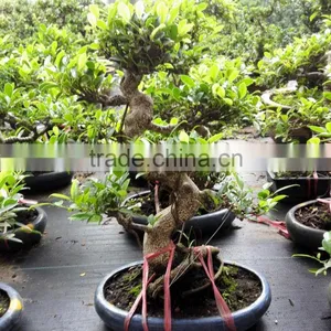 Natural Bonsai Ficus Art Shaped Ficus Formosana thumbnail-1