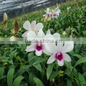 Dendrobium Hybrids Blooming Orchids Plant thumbnail-1
