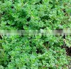 Thyme Oil thumbnail-1