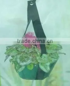 Green Wall Plant thumbnail-1