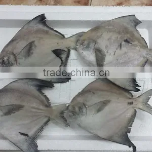 Forzen Silver Pomfret/ Seafish/ Pomfret/ Farm Black Pomfret/ Caught Black Pomfret thumbnail-1