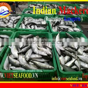 FROZEN INDIAN MACKEREL W/R thumbnail-1