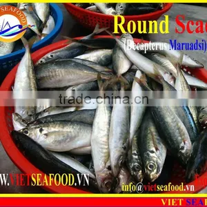 FROZEN MARUADSI WHOLE ROUND (ROUND SCAD) thumbnail-1