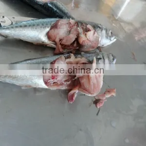 New Frozen Mackerel From China thumbnail-1
