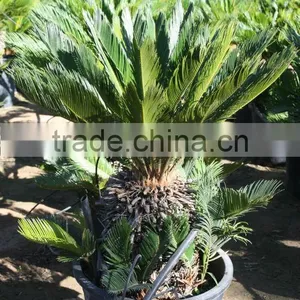 Cycas Revoluta thumbnail-3