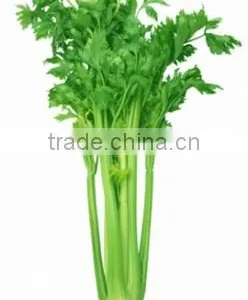 Celery Oil thumbnail-4