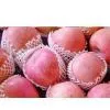 Fuji Spple thumbnail-1