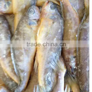 Frozen Yellow Croaker Delicious Seafood thumbnail-4