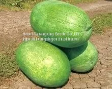 SHUANGXING f1 Big Hybrid Watermelon Seeds Outdoor Grown thumbnail-1