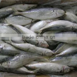 Landding Frozen Horse Mackerels for Bait thumbnail-1