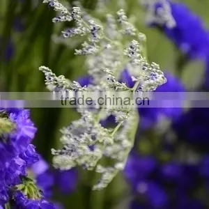 Special Unique Cut Flower Limonium thumbnail-1