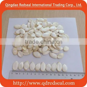Pumpkin Seeds Snow White thumbnail-1