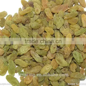 Chinese Good Quality Green Raisins thumbnail-5