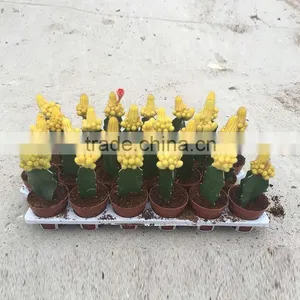 Mini Colorful Indoor Plant thumbnail-2