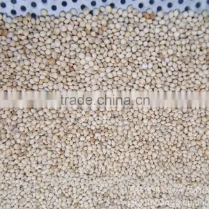 High Quality White Broomcorn Millet (glutinous Broom Corn/proso Millet) thumbnail-3