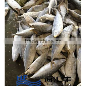 2016 New Frozen Tuna SkipJack Frozen Bonito Fish thumbnail-1
