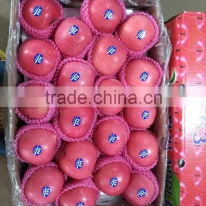 2016 China Red Honey Fuji Apple thumbnail-3