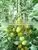 Hybrid Small Yellow Tomato Seeds for Sale-Yellow Angel thumbnail-4