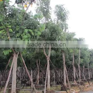 Cassia Fistula thumbnail-4