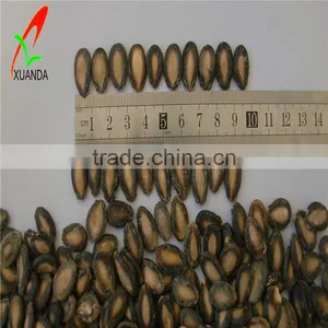 Chinese Watermelon Seeds thumbnail-1