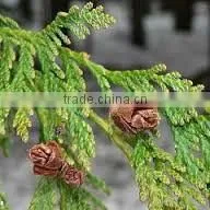 CEDAR LEAF OIL thumbnail-1