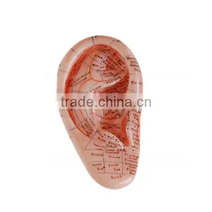 17cm Medical Biological Model Teaching Aids Ear Acupuncture thumbnail-2