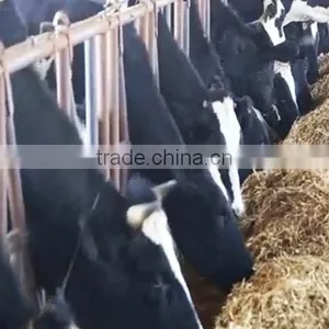 Honorsun New Brand RM Model Big TMR Feed Mixer/vertical Feed Mixer China thumbnail-4