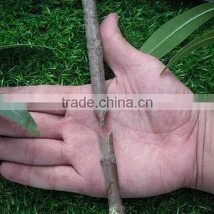 Cuttage Grafting Tool Set thumbnail-5
