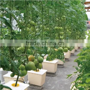 Hydroponics Bucket for Tomato Planting thumbnail-3