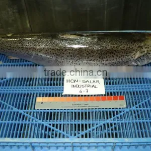 Atlantic Salmon thumbnail-3