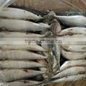 Nice Quality Frozen Mackerel For Sale thumbnail-1