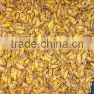 Popular Seafood in Thailand Frozen Silkworm Chrysalis thumbnail-3