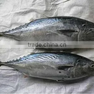Skipjack Tuna thumbnail-6