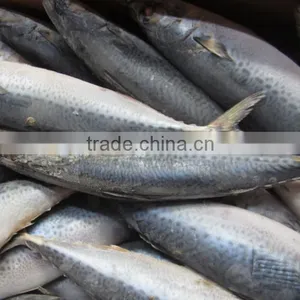 Frozen W/R Pacific Mackerel High-quality Seafood Fresh Fish thumbnail-3