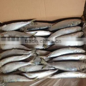 Sardinella Aurita thumbnail-3