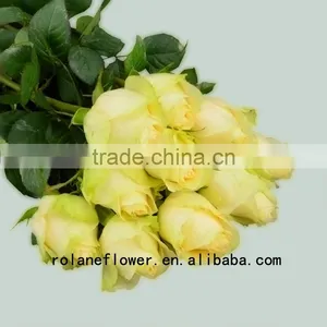 Long Lasting Indian Fresh Flower Garlands Rose Wholesale Peach Avalanche Rose for Weddings From Focus/china thumbnail-4
