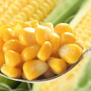 Quality Best Price Advanced Quality Natural Fresh Sweet Corn Food Prices thumbnail-1