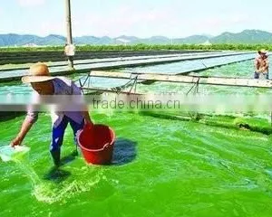 Wholesale Natural Spirulina thumbnail-4