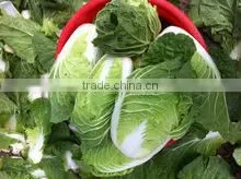Fresh China Cabbage thumbnail-1