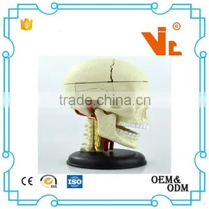 V-HM06 4D MASTER Brain Skull Brain Model thumbnail-1