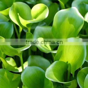 Industrial Crushing And Juice Screw Machine For Water Hyacinth Price In China thumbnail-5