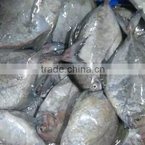 Frozen Black Pomfret Whole Round Size 200-300 and 300-500 thumbnail-1