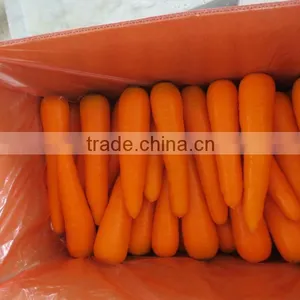 Chinese Carrot Supplier thumbnail-1