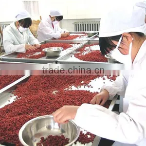 EU Certificate Organic Goji Berries Factory Supply thumbnail-2