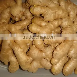 Chinese Fresh Ginger thumbnail-1