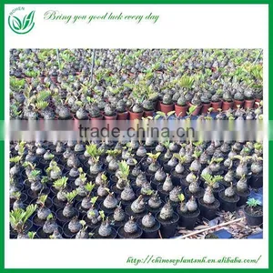 Indoor and Outdoor Ornamental Zamia Furfuracea Ait Plants thumbnail-3