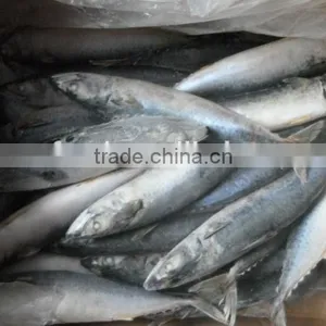 High Quality Pacific Cold Frozen Saury thumbnail-1